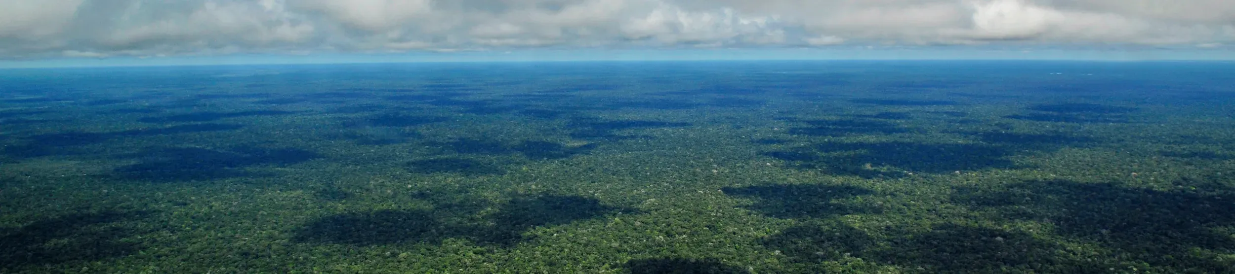 Vast green forest - photo taken from above