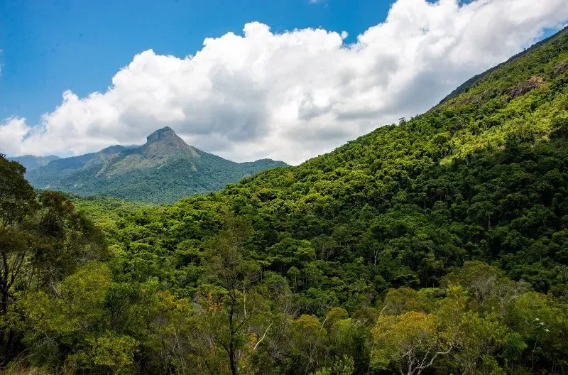 A tree covered mountain landscape