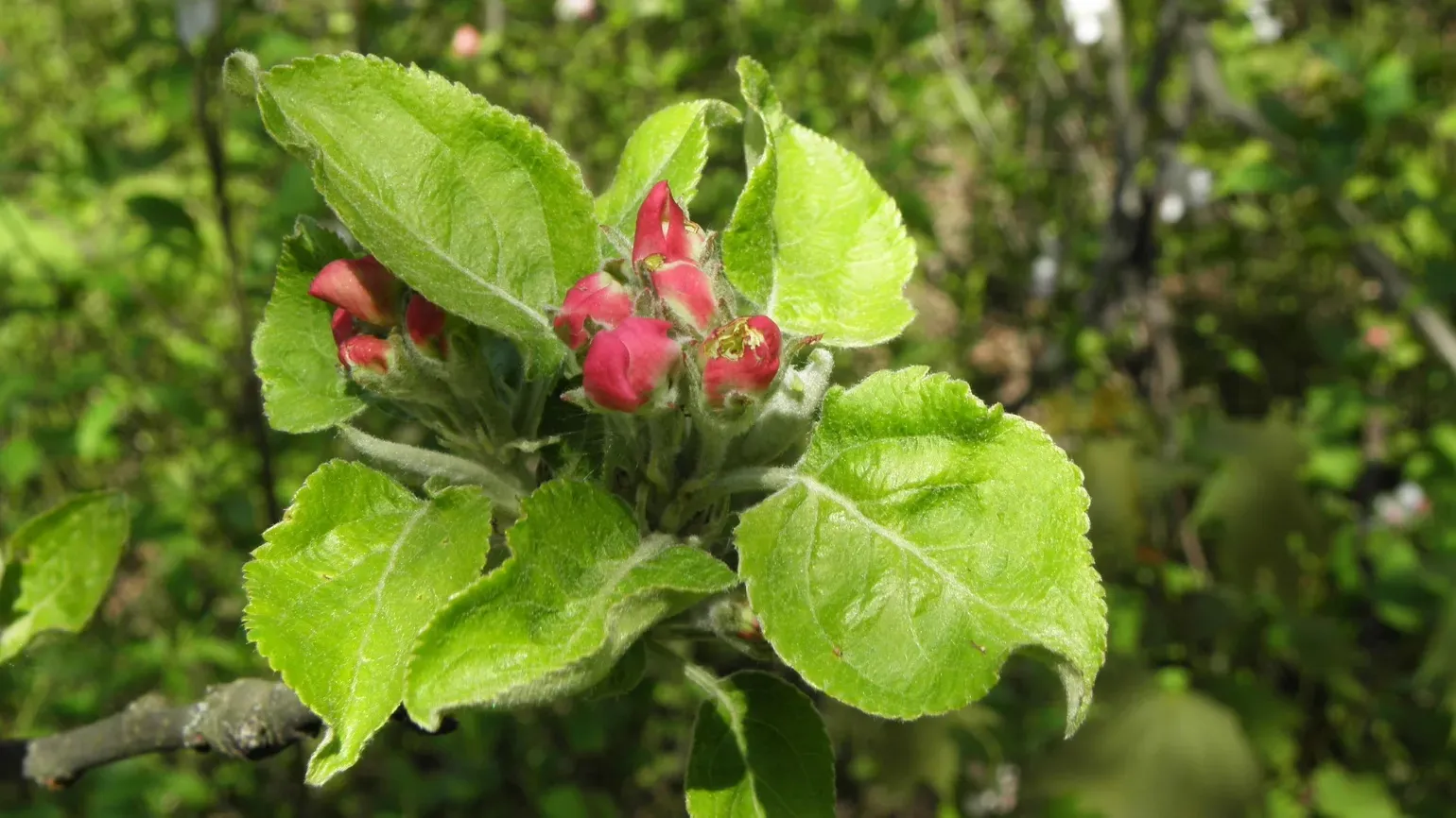 A small set of red apple blooms on a branch surrounded by green leaves