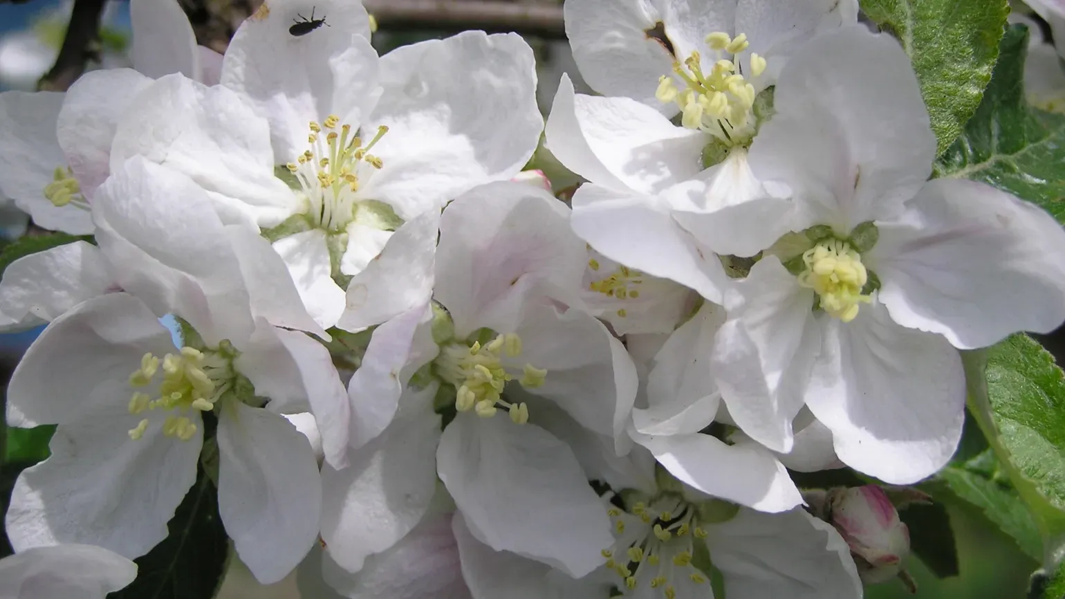 White apple blossom flowers