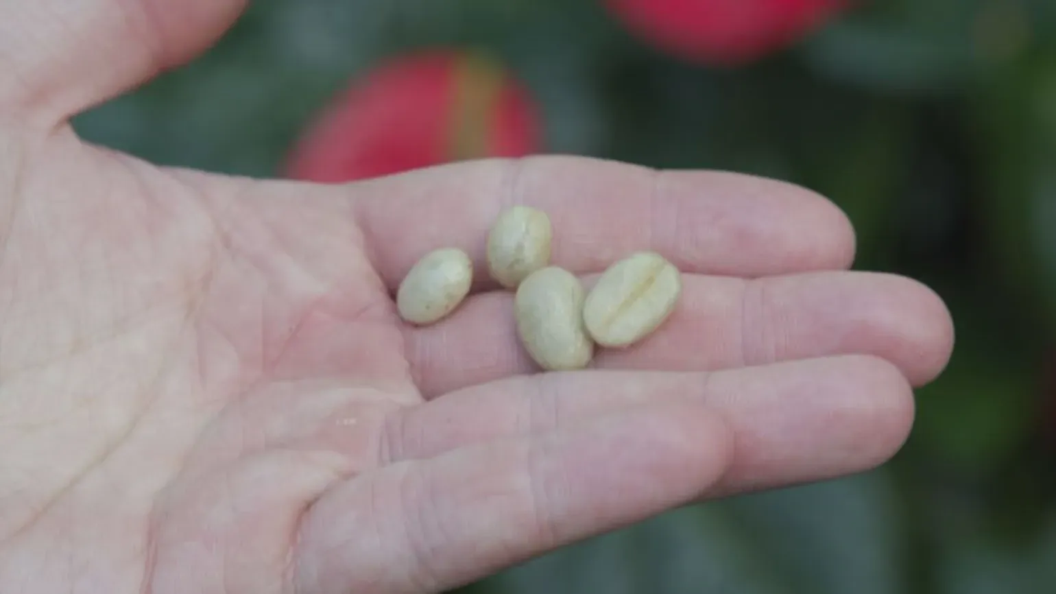 Pale green arabica coffee seeds