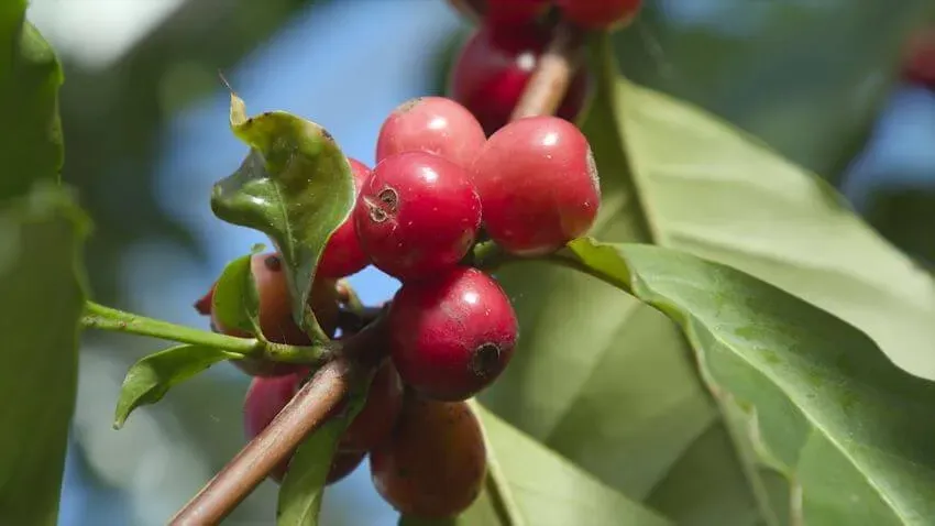 Red berries of Arabica coffee plant