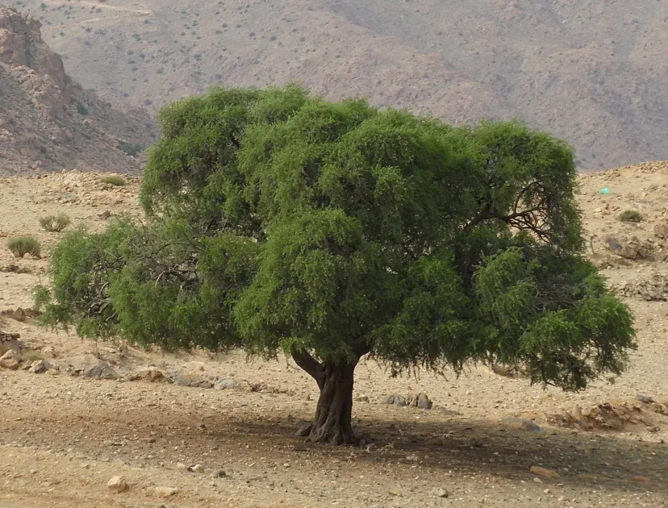 Short argan tree with wide spreading canopy