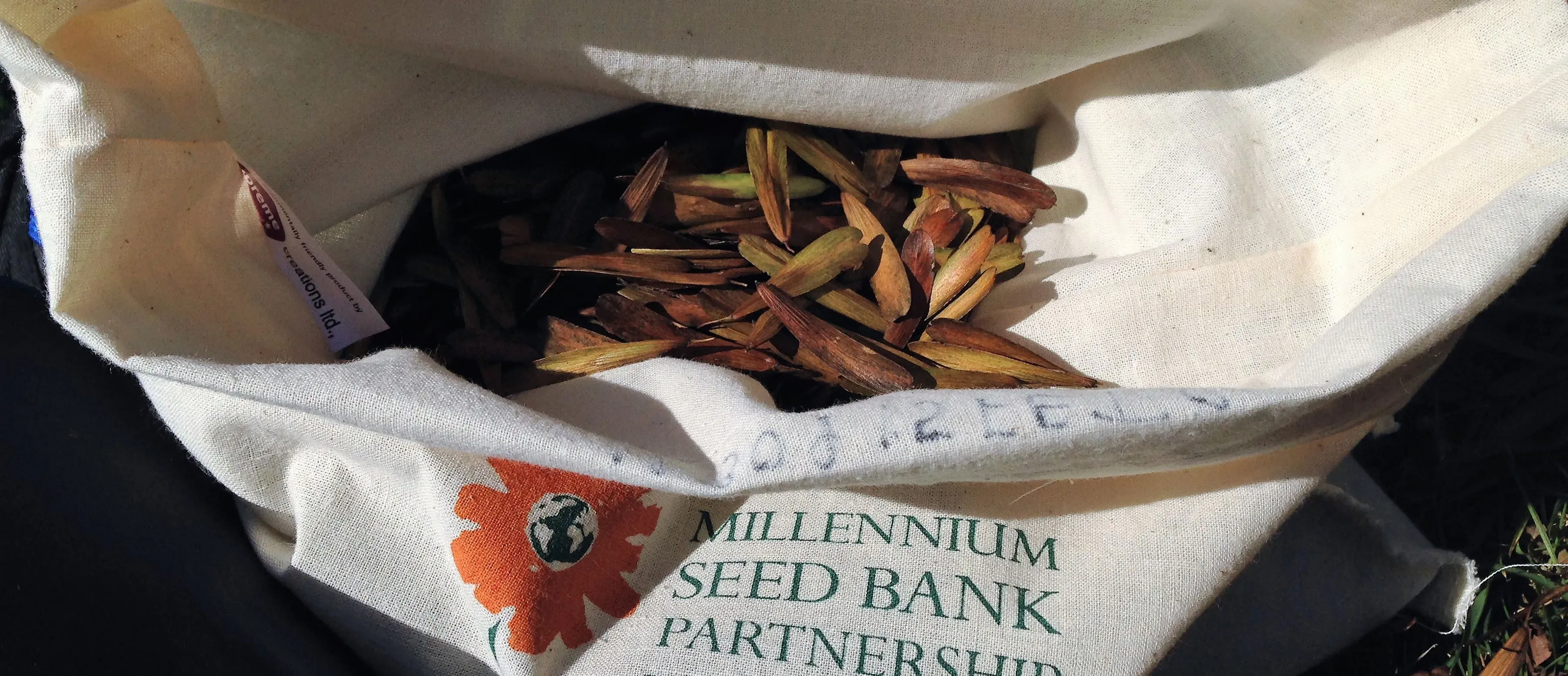 White bag with ash tree seeds