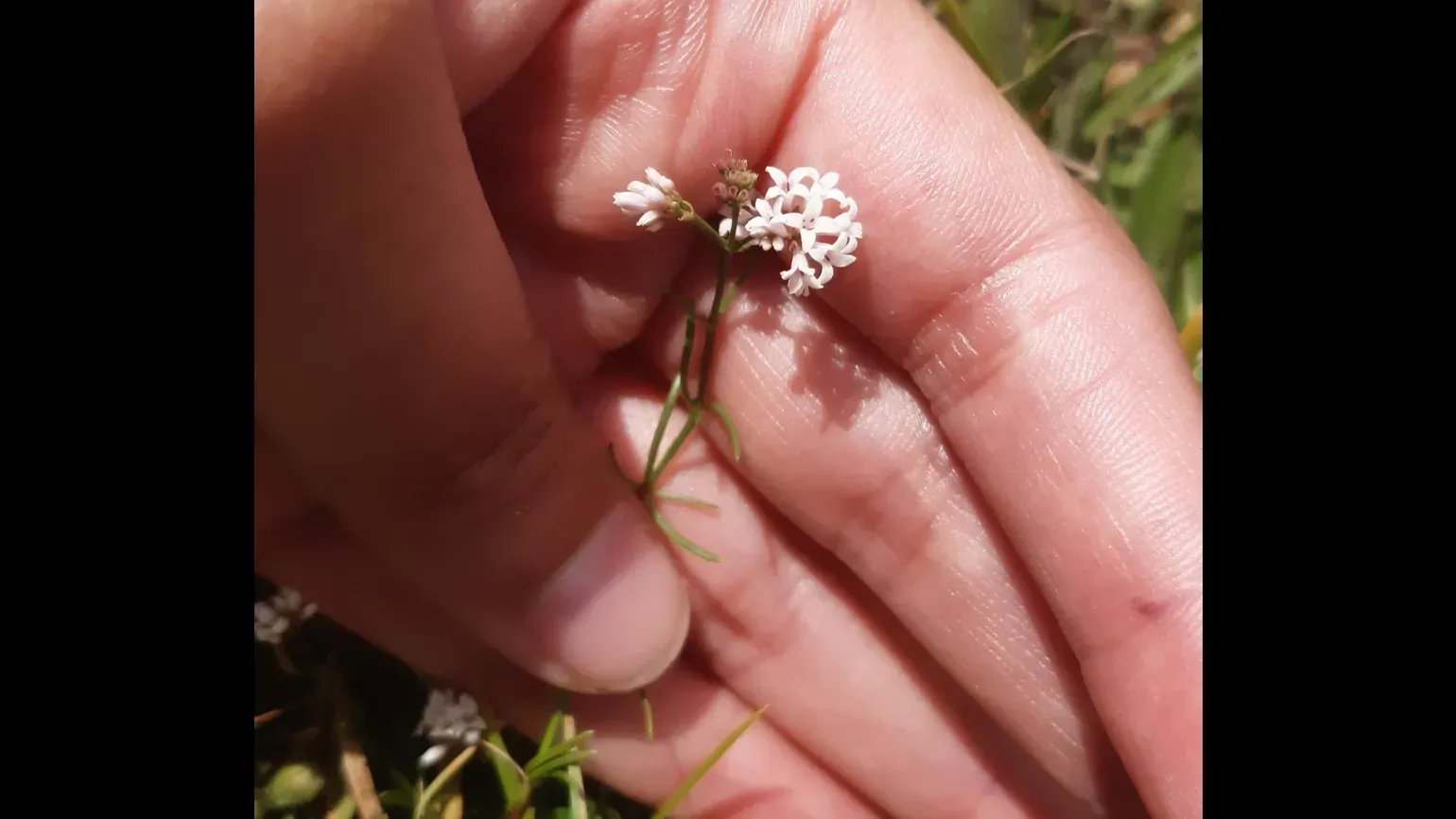 A small plant held in the palm of a hand
