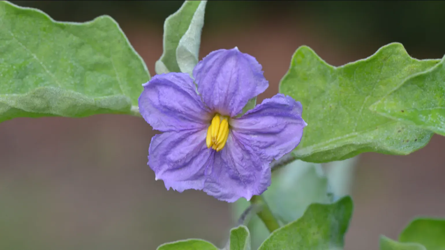 A pale purple flower with a bright yellow centre in front of green leaves