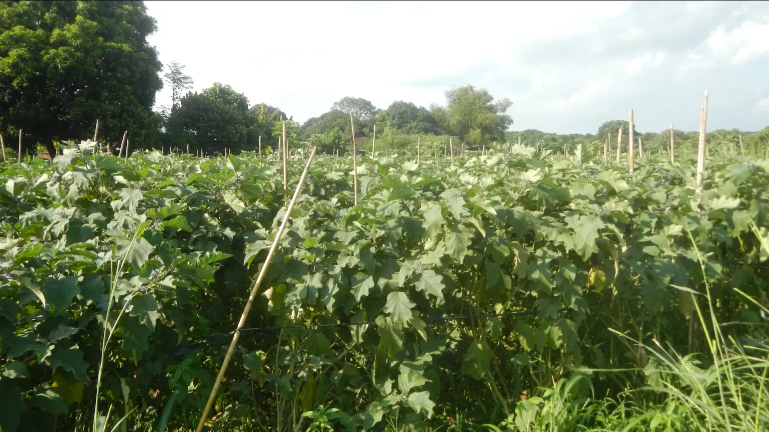 A large field of leafy green aubergine plants