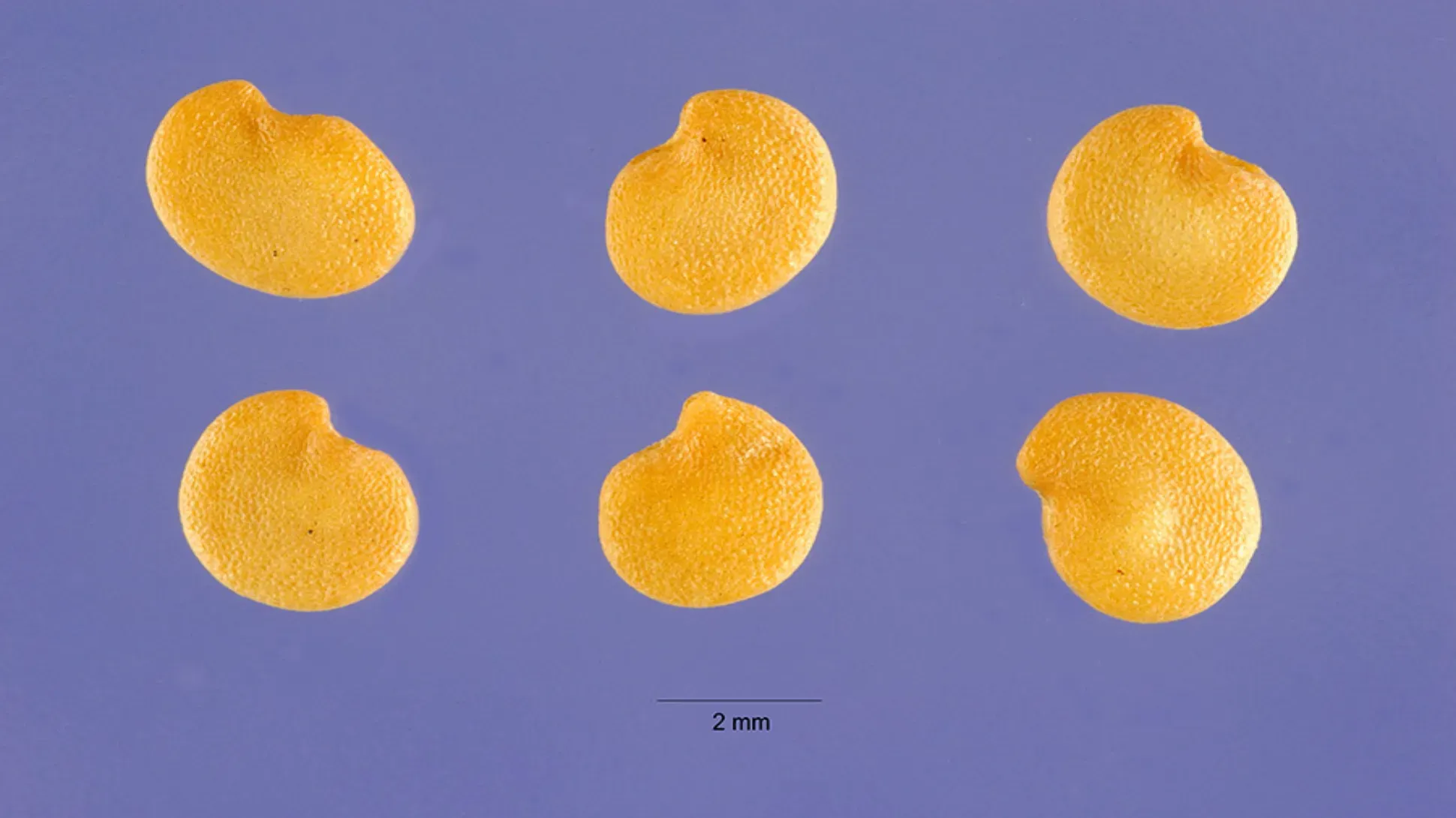 Six golden yellow aubergine seeds