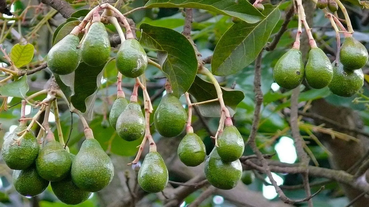 Pear-shaped fruit and leathery leaves of avocado plant