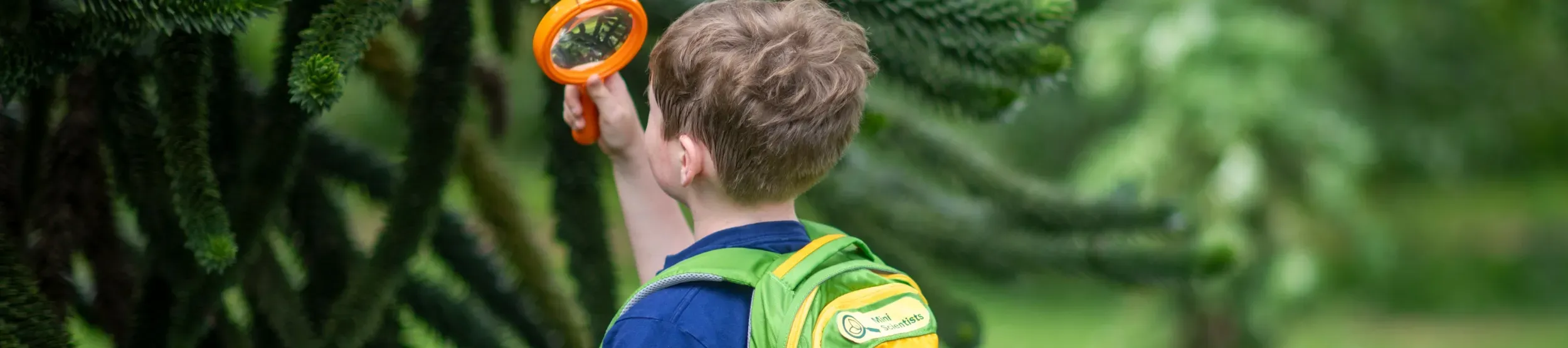 A child wearing a colourful backpack investigating a monkey puzzle tree with a magnifying glass