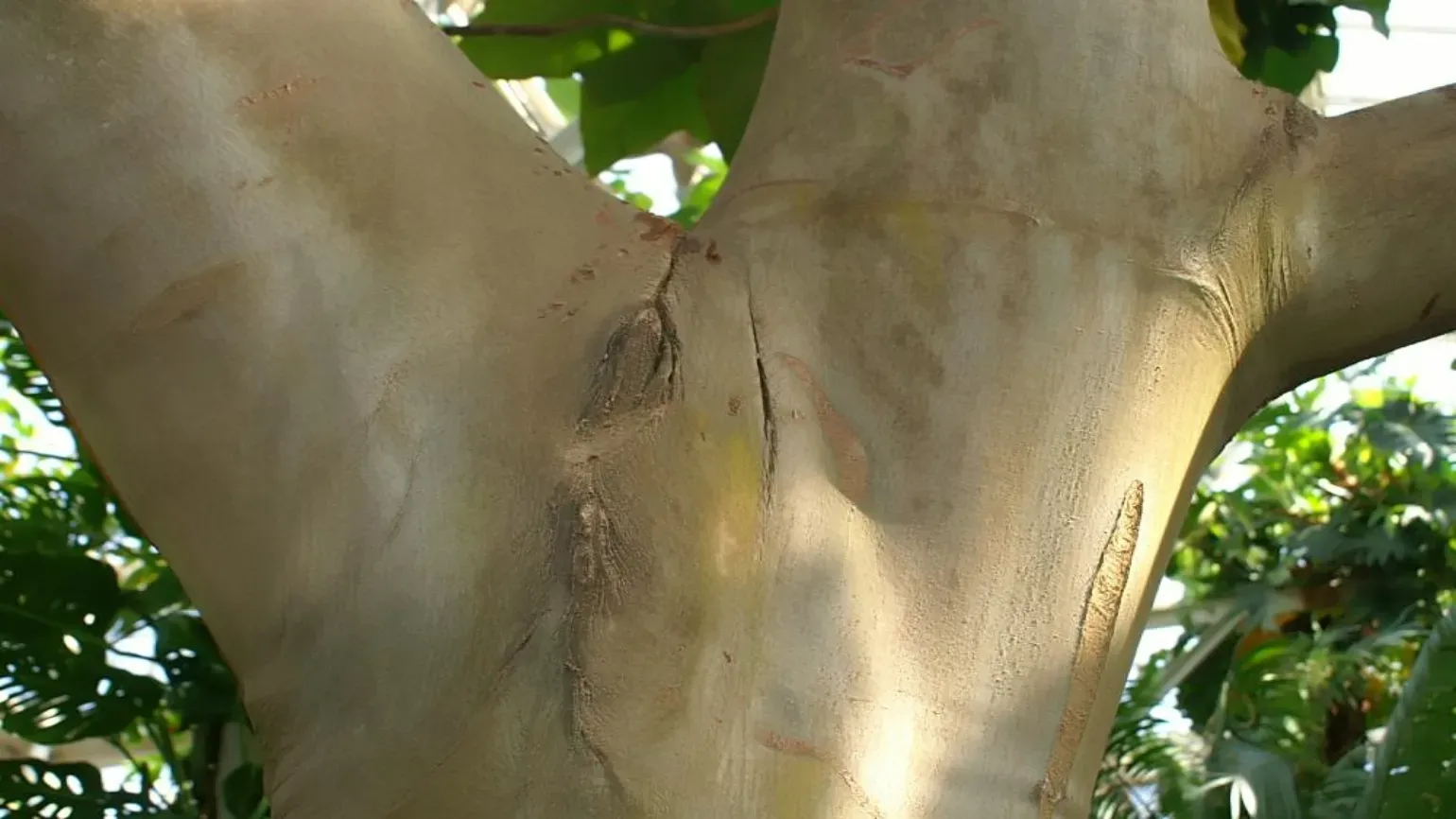 The smooth white grey bark of a balsa tree