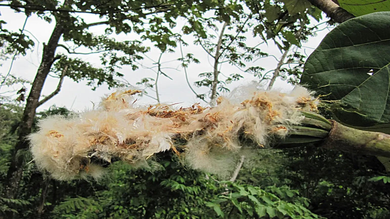 Several fruit on a balsa tree covered in cottony fibres called kapok