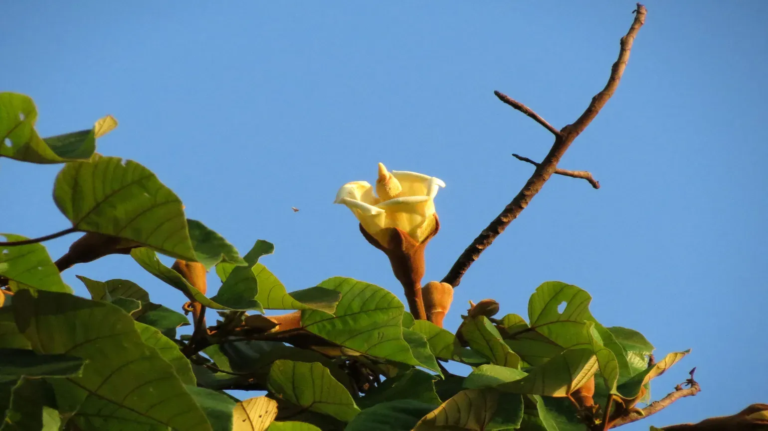 A yellow balsa tree flower against the blue sky