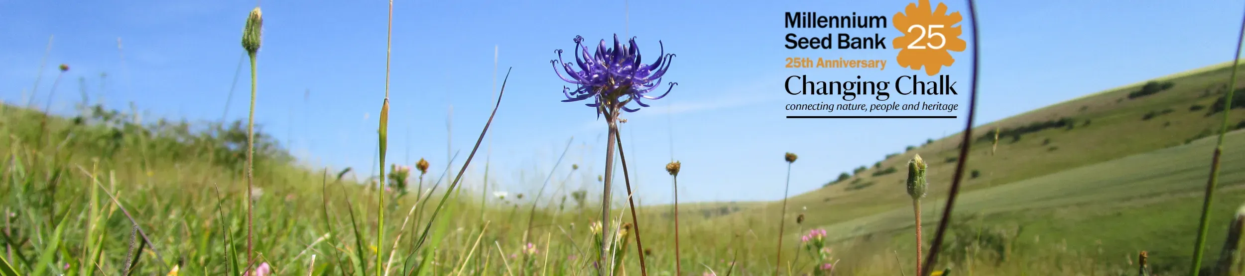 A round headed rampion flower in a meadow. The logos of the Millennium Seed Bank 25th anniversary and the Changing Chaulk project are overlaid