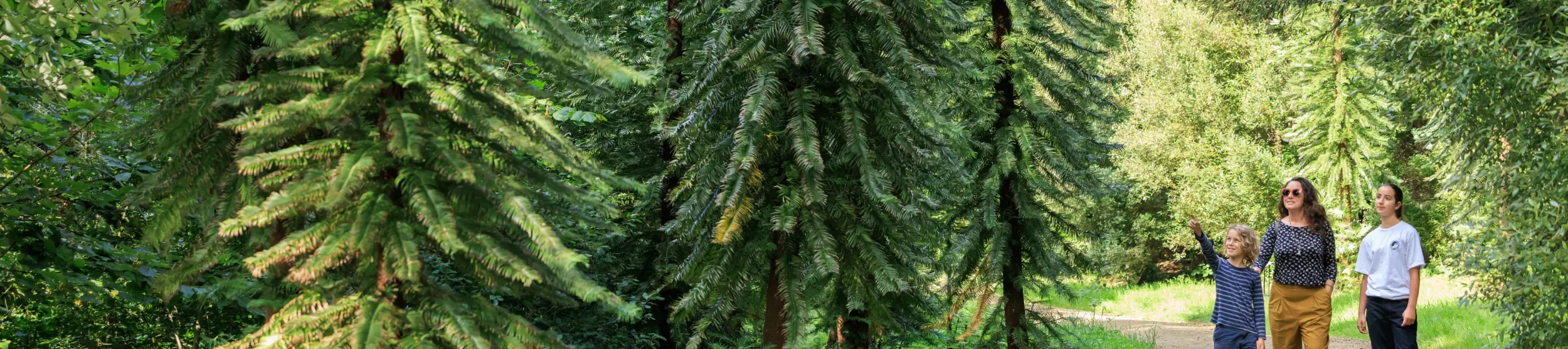 a family walks through Coates Wood surrounded by tall green trees