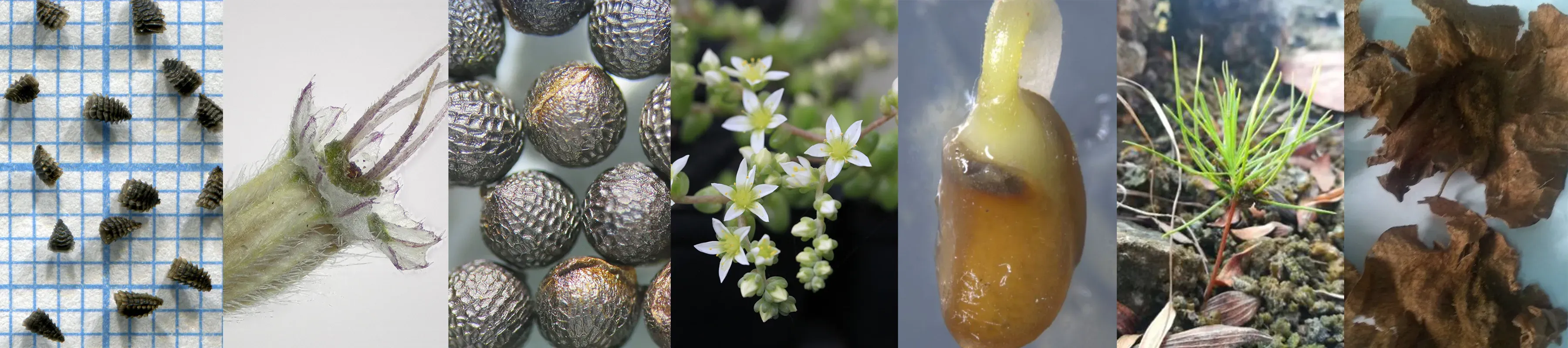 A series of plants and seeds of different sizes and shapes