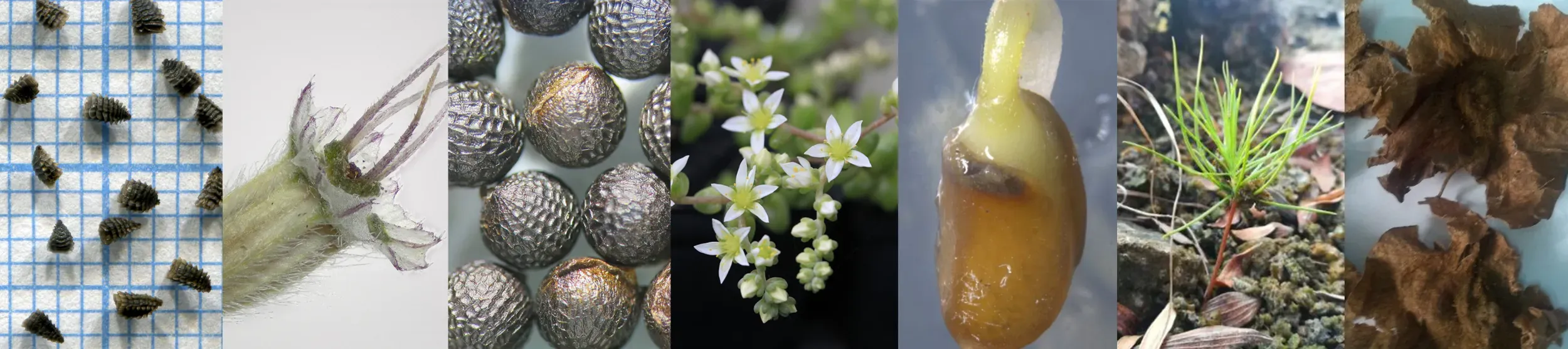 A series of plants and seeds of different sizes and shapes