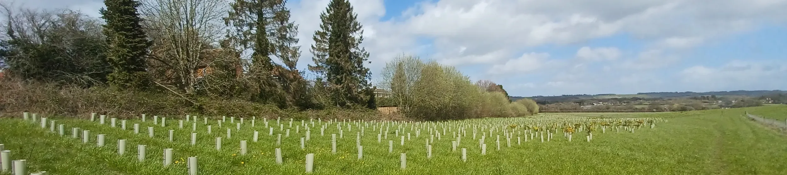 A green field with rows of planted saplings and full grown trees in the background