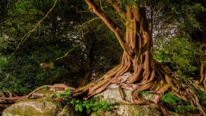 A gnarly network of tree roots climbing over a rock