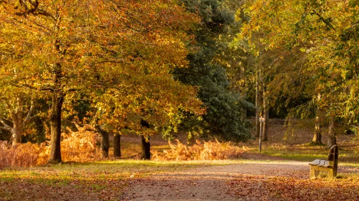 Bethlehem Wood in autumn 
