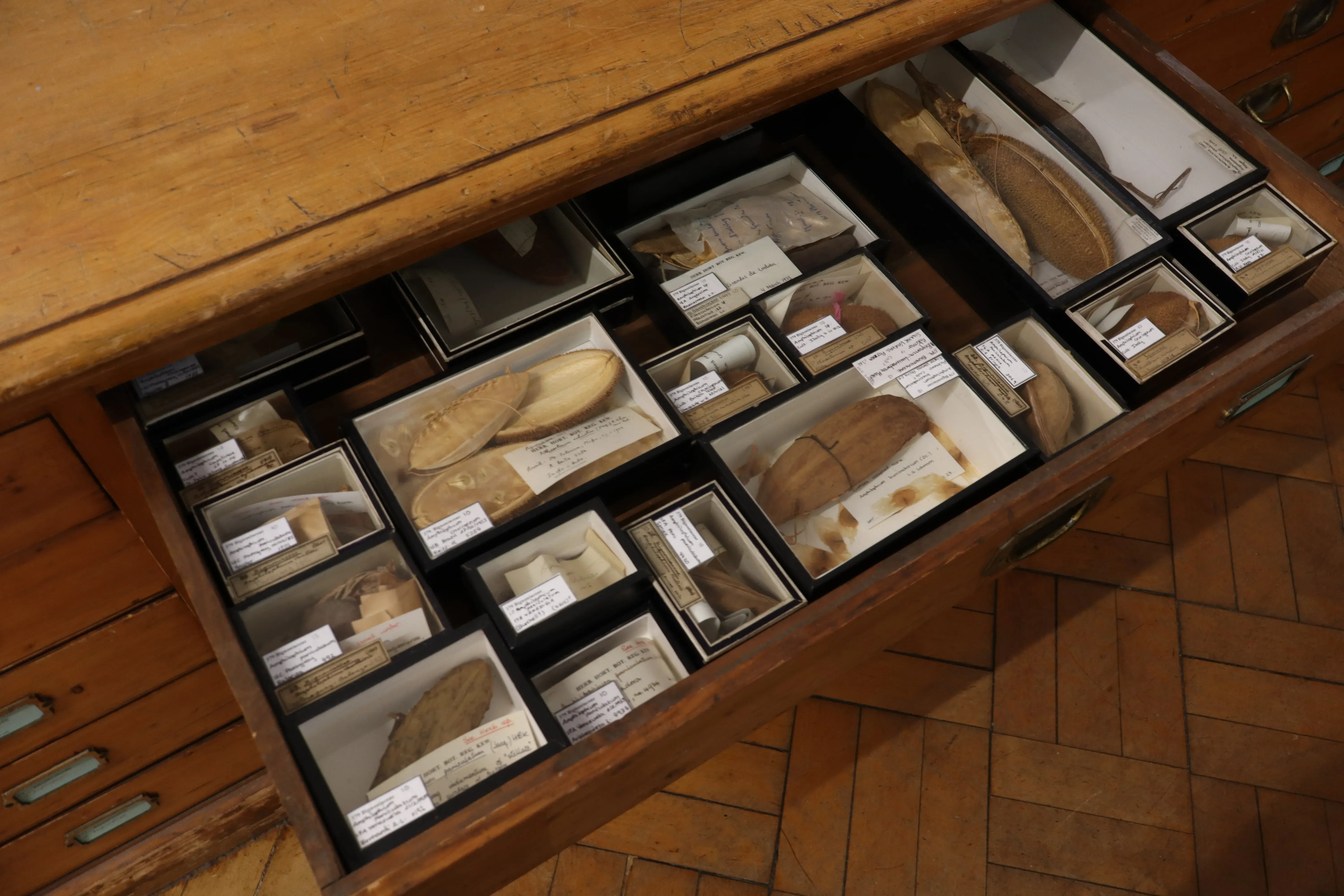 An open wooden drawer full of boxed and labelled specimens that have been re-curated and can be found in Wing C of Kew’s herbarium.