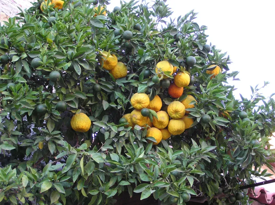 Broad, green leaves and spherical, orange fruit