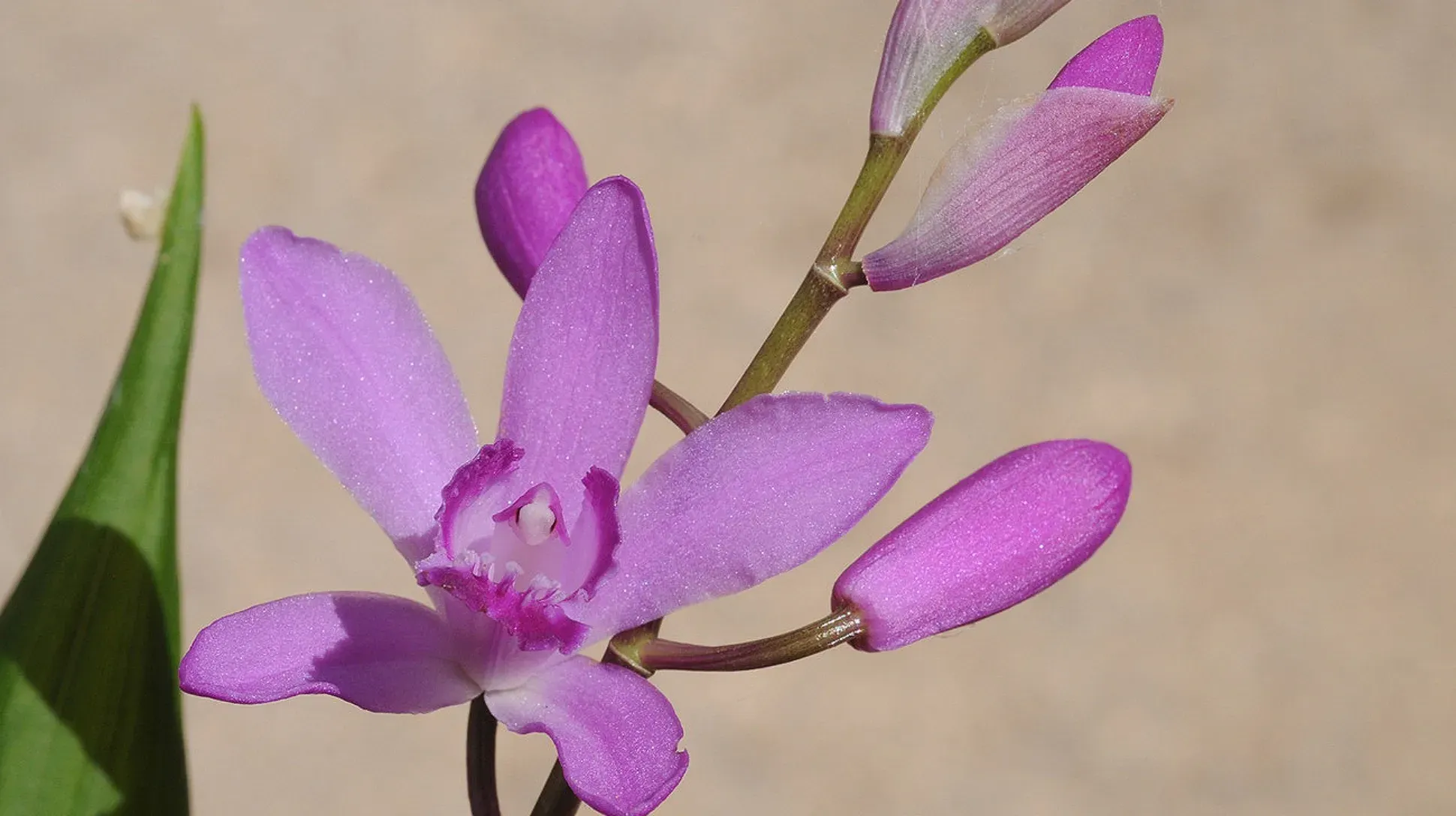 A purple pink orchid flower