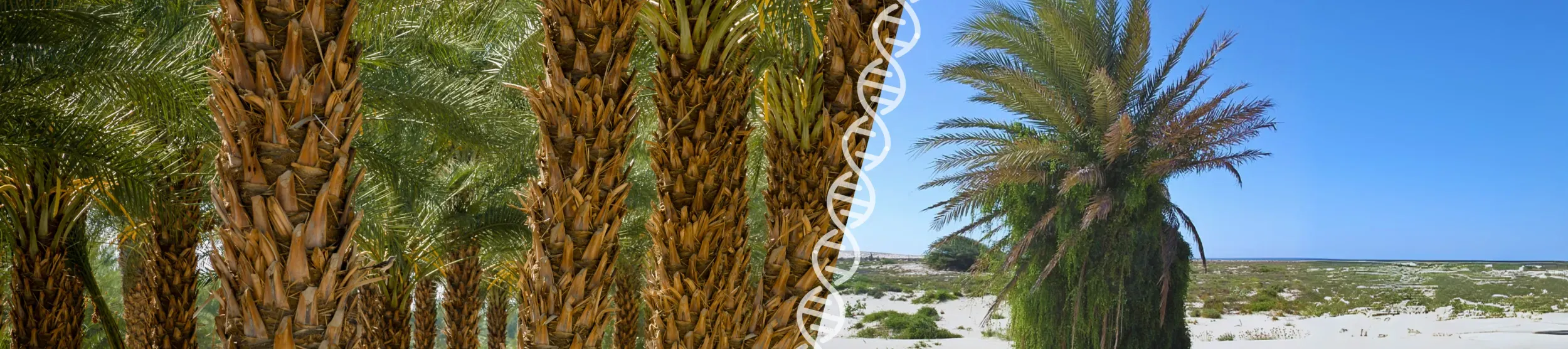 Comparison between domesticated date plams and Pheonix atlantica