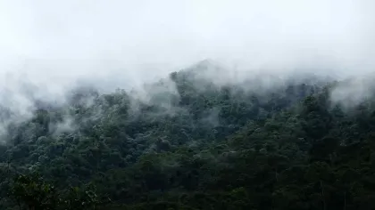 A panoramic view of a cloud-covered tropical forest on a mountainous slope, with dense green tree canopy partially obscured by low-hanging mist.