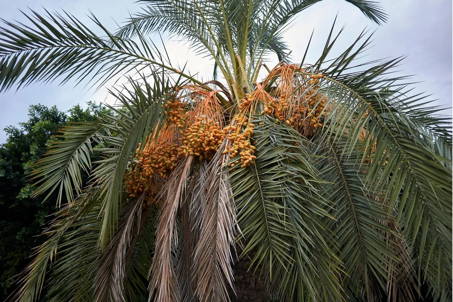 A large date palm tree with heavy clusters of orange dates hanging from its canopy, surrounded by dense green fronds.