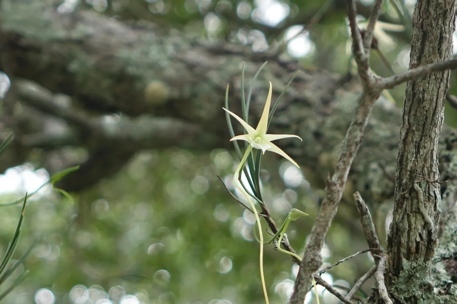 A pale yellow, star-shaped orchid with long, narrow petals growing on the bark of a tree in a forest canopy.