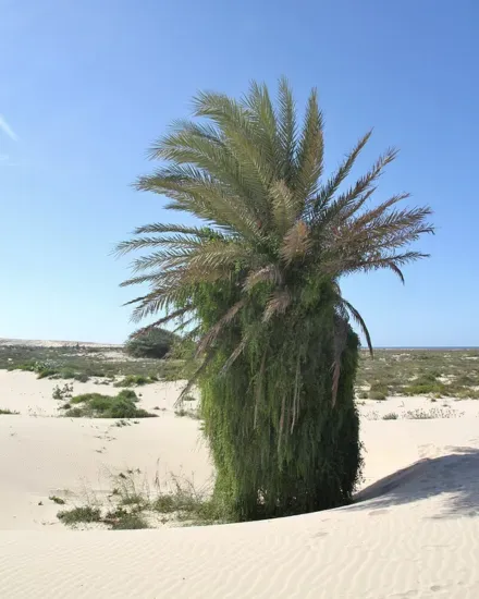 A tall date palm with dense green undergrowth growing up its trunk, standing alone in a sandy desert landscape under clear blue sky.