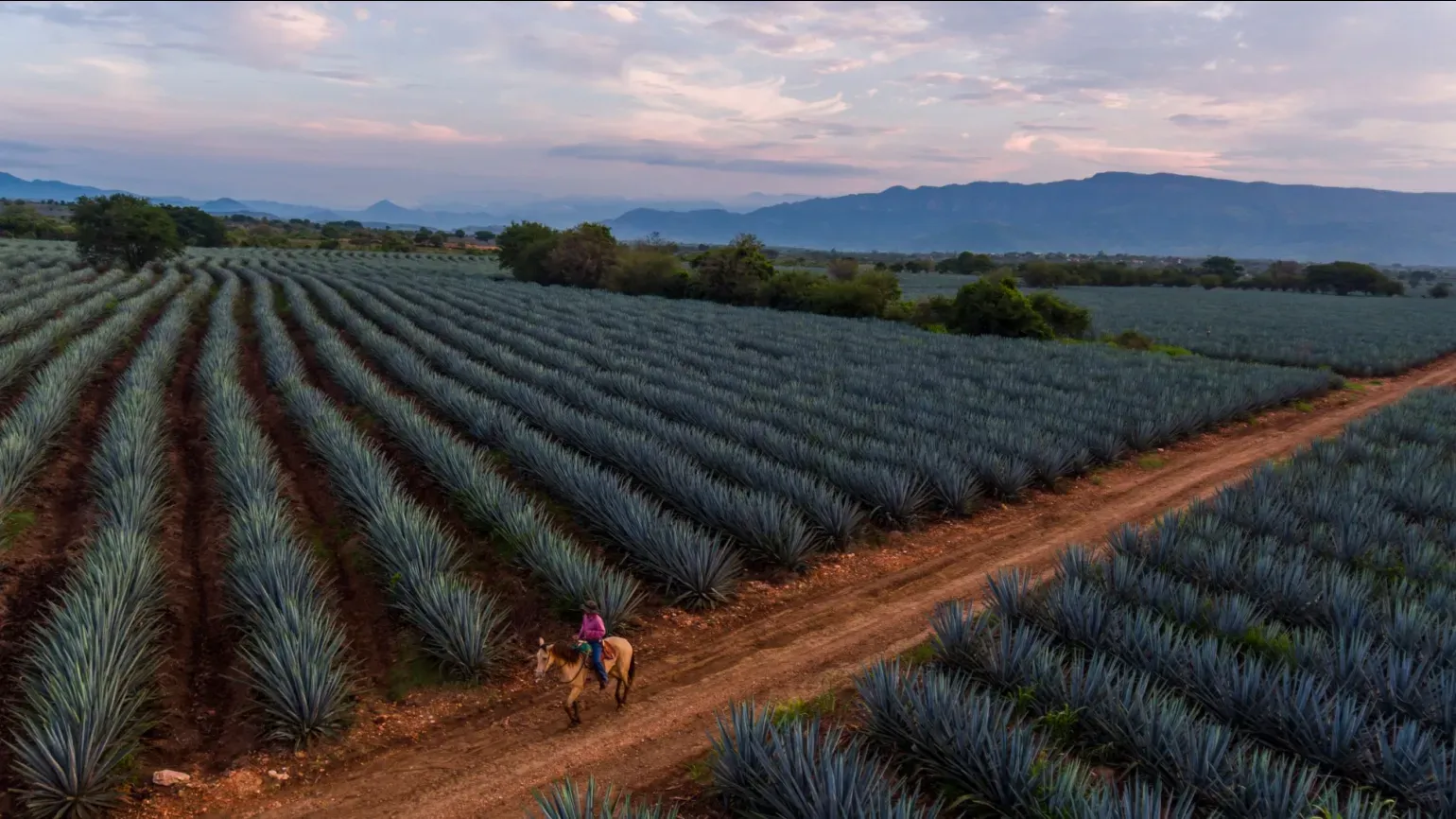 A pathway through a field full of spiky blue-grey plants 