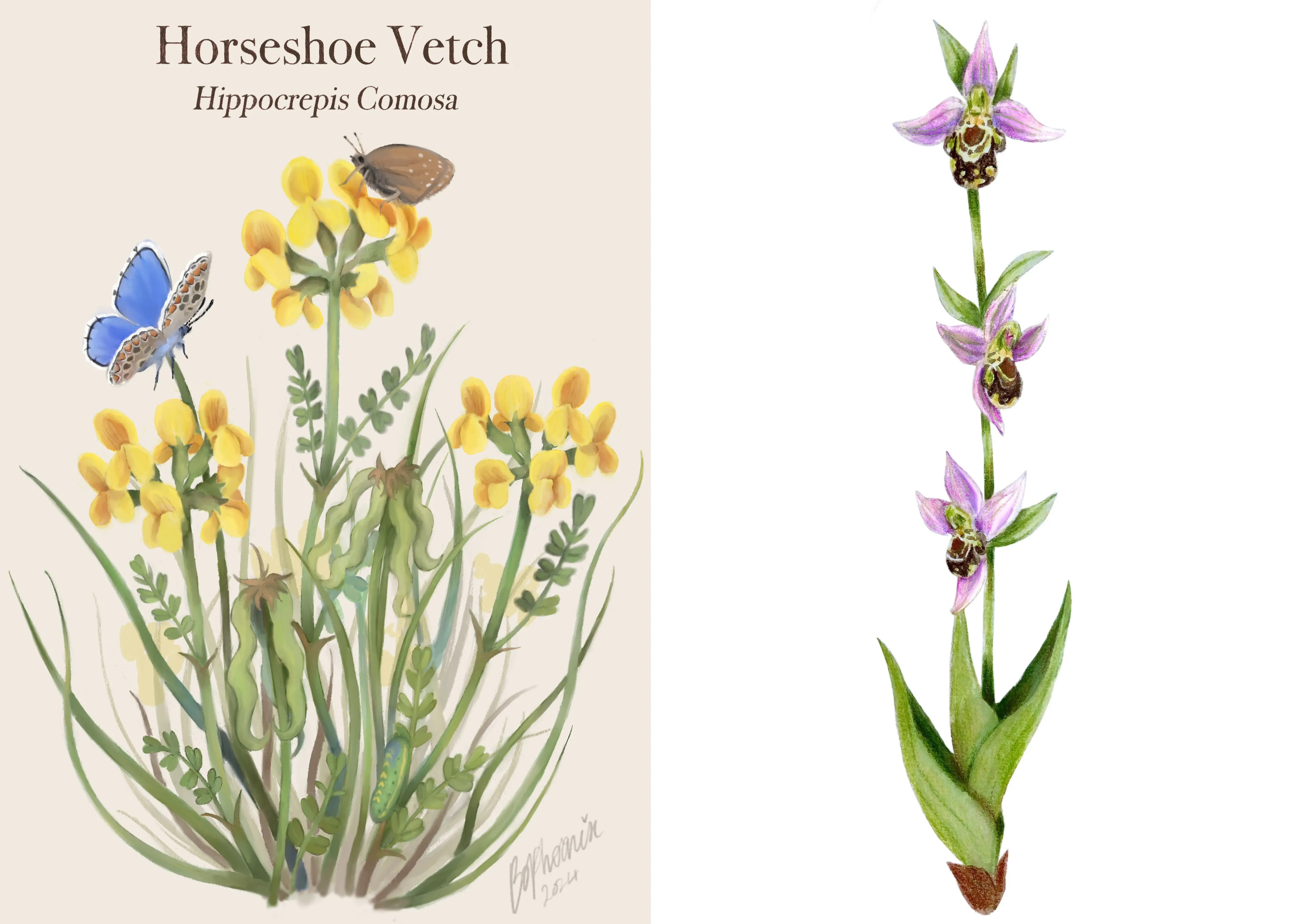 Illustration of horshoe vetche's yellow flowers with a blue butterfly atop, and an orchid with three ornate flowers growing along a tall stem