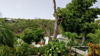 British Virgin Islands 