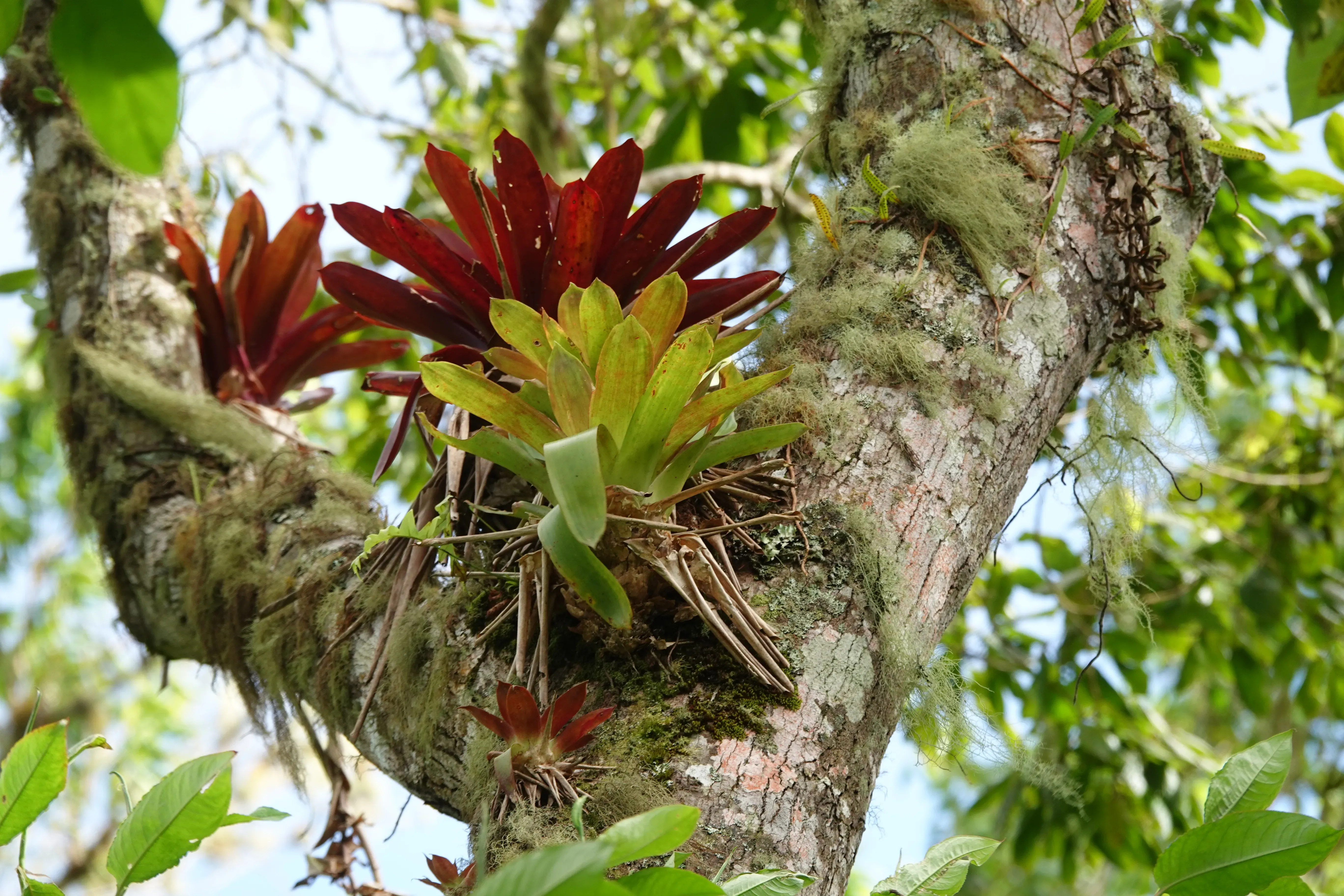 Bromeliads on top of branches of a tree.