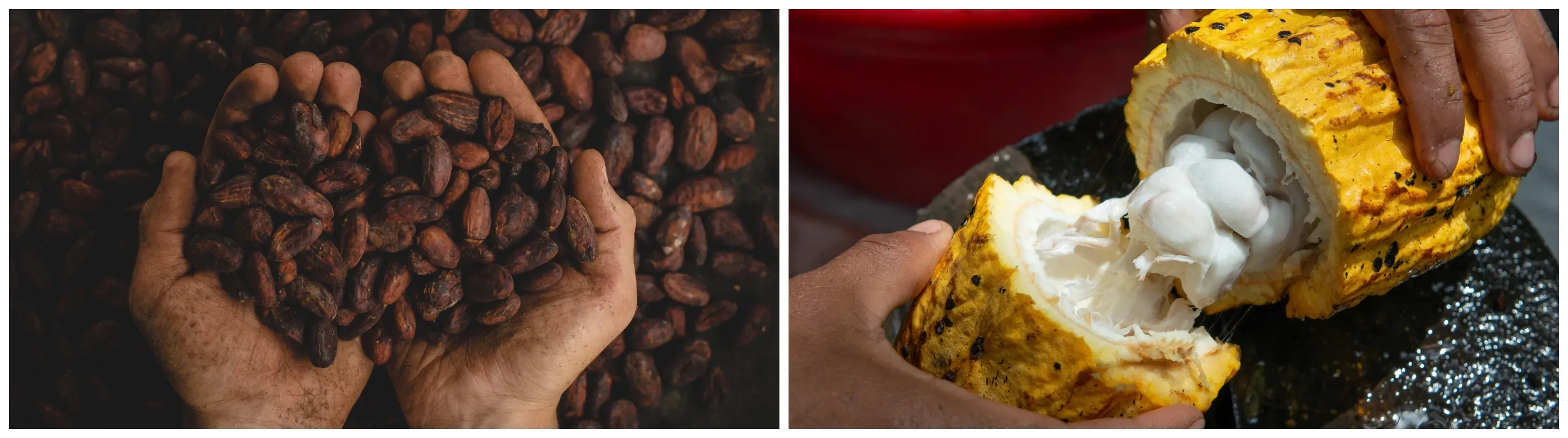 A handful of cocoa beans and a yellow cacao fruit, cut in half to show the beans inside