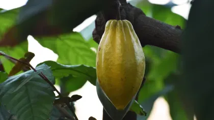 Cacao pod growing in the Princess of Wales Conservatory 