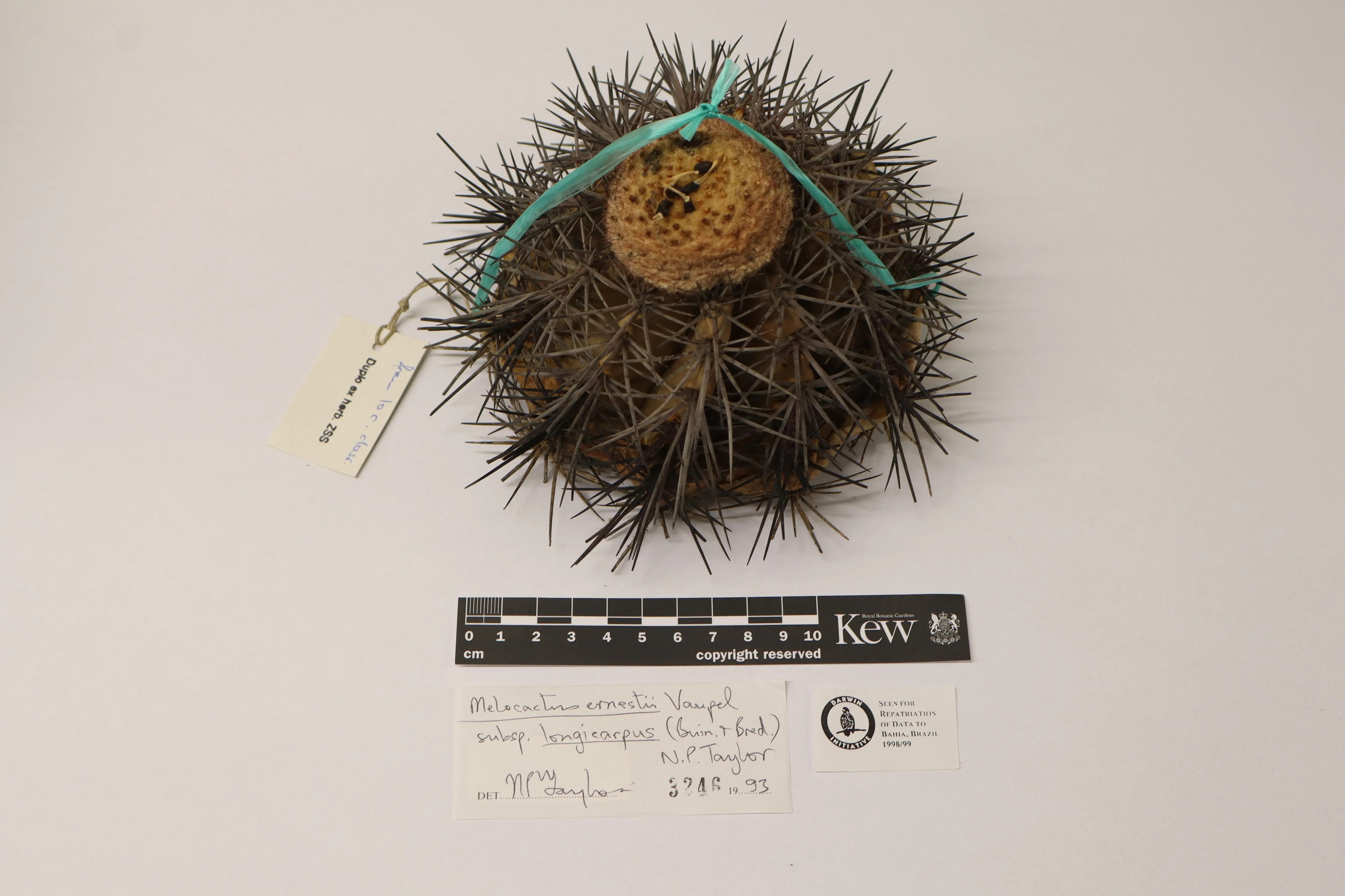 Specimen of Melocactus ernestii subsp. longicarpus from the Cactaceae family, with large spines and a ridged dome shape. It has a jewellers’ tag label attached, and a determination slip laid out in front