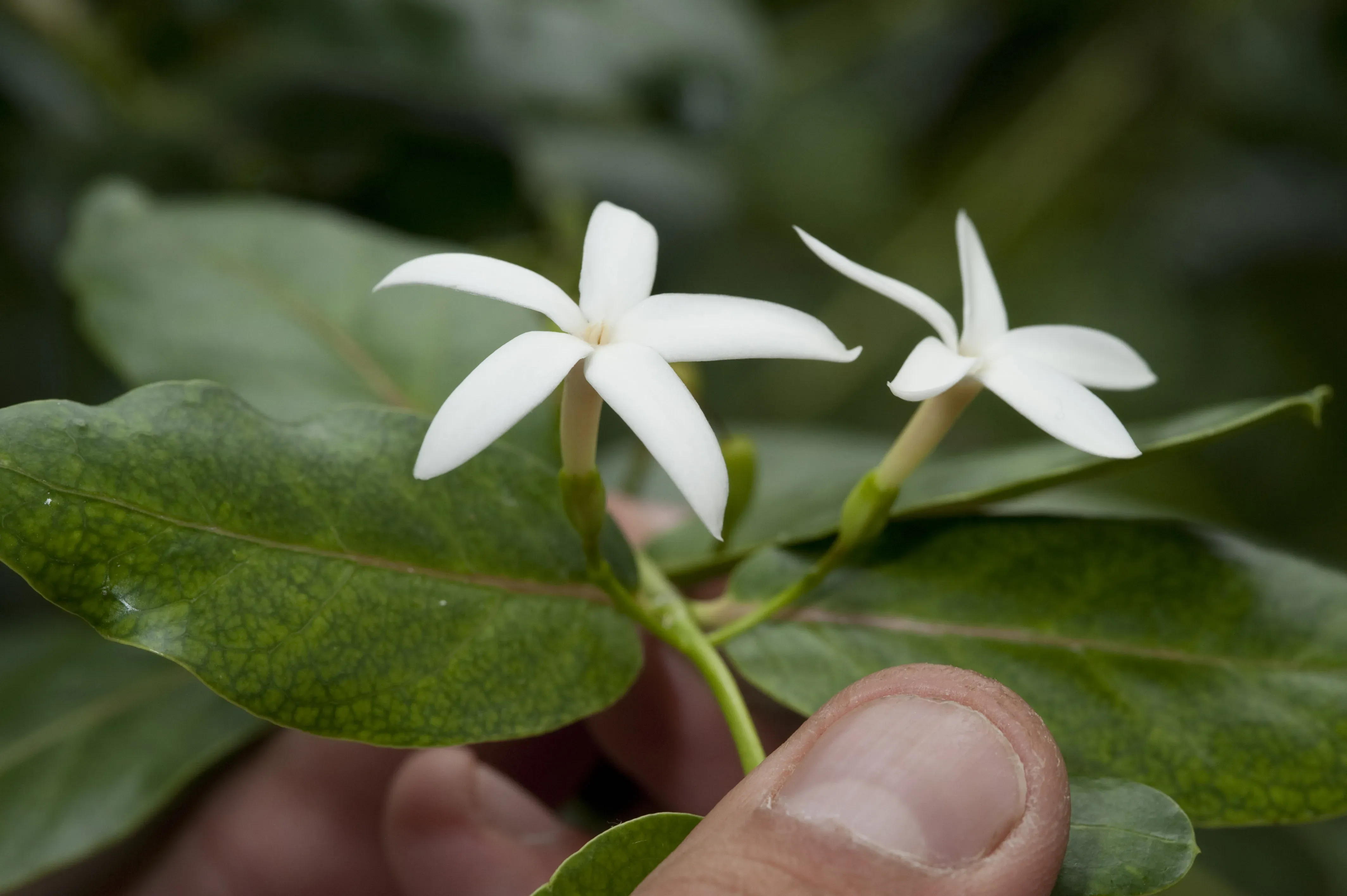 Café marron (Ramosmania rodriguesii)