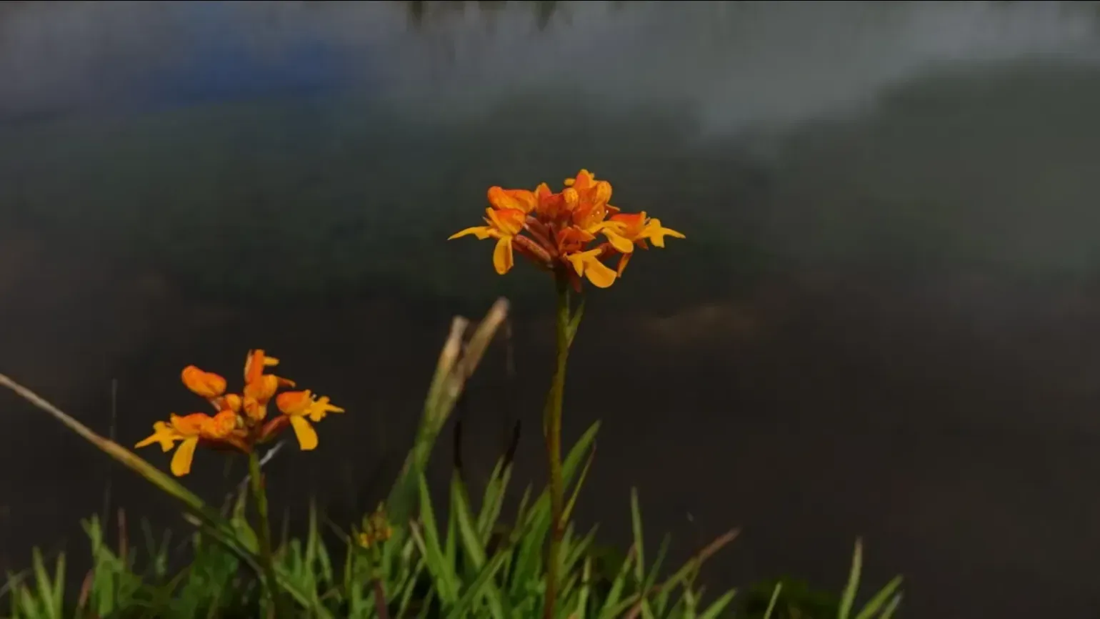 Brilliant orange blooms of Cynorkis cinnabarina brighten the grassy margins of a high-altitude wetland in Madagascar’s Itremo Massif. This endemic orchid is listed as Vulnerable on the IUCN Red List. © RBG Kew