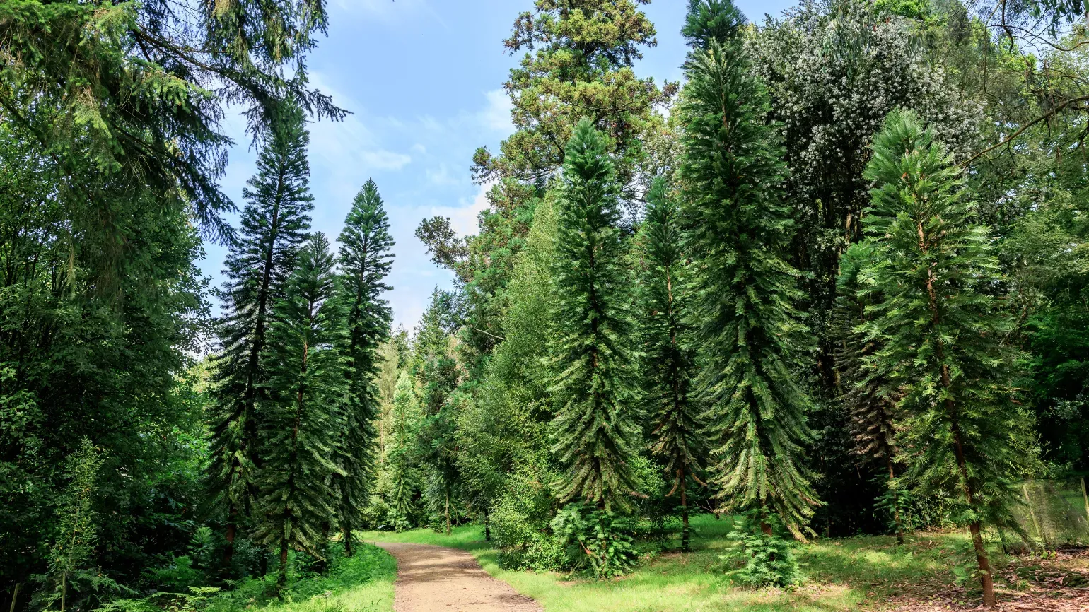 a sunny day in Coates Wood