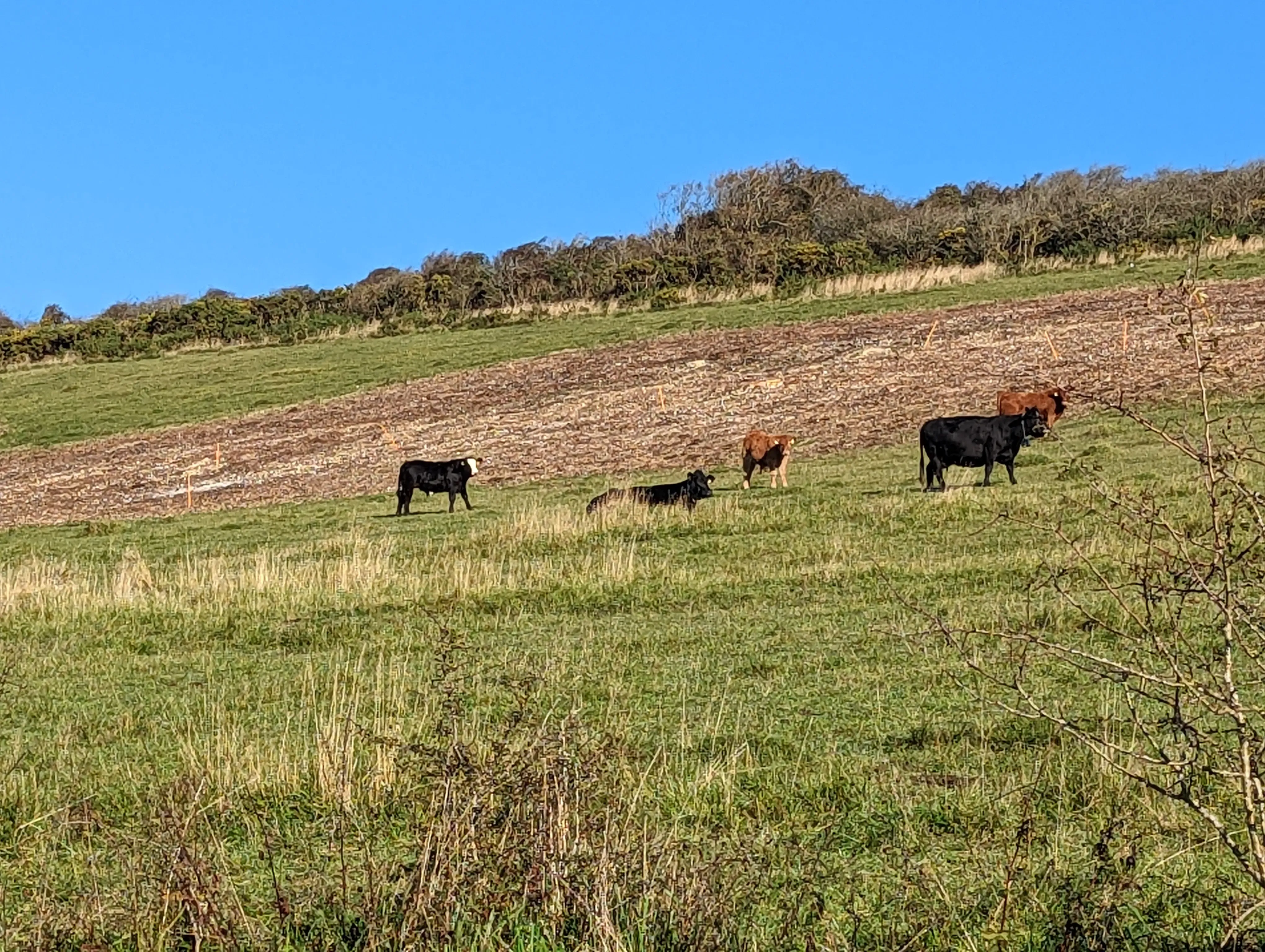 Cows in a plain