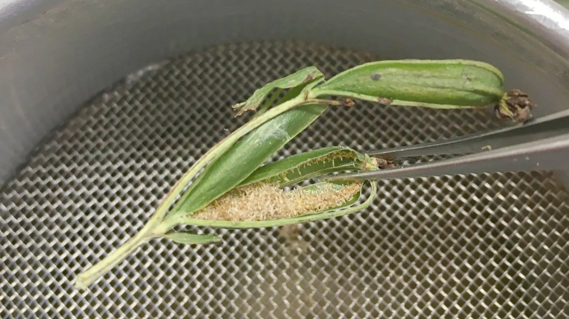 A greed seed pod containing hundreds of tiny seeds being investigated by a pair of tweezers in a sieve.