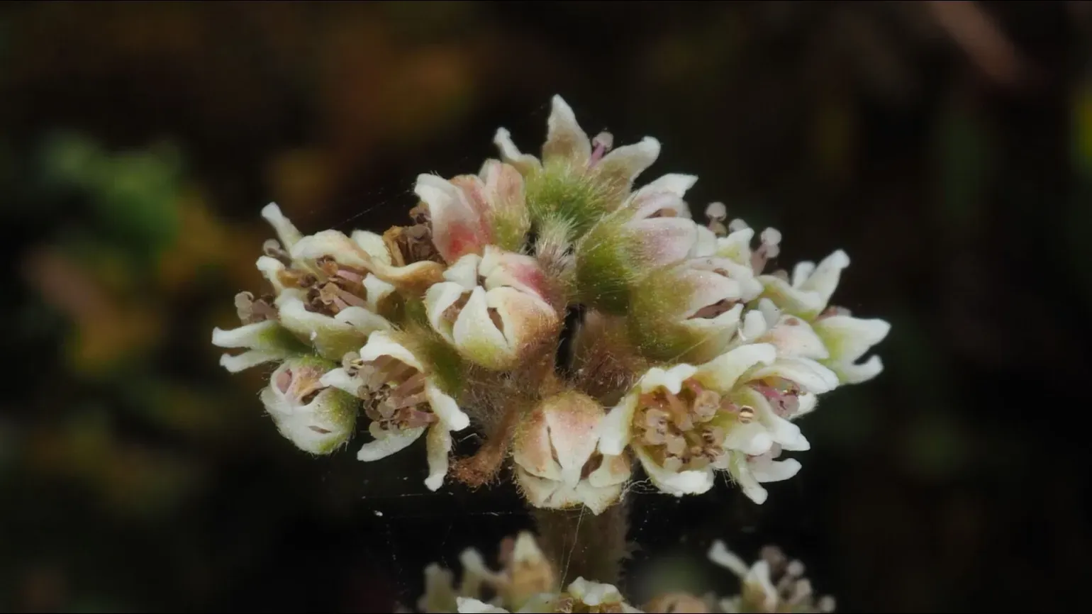 A group of small white flowers of a Australian pitcher plant growing in a cluster