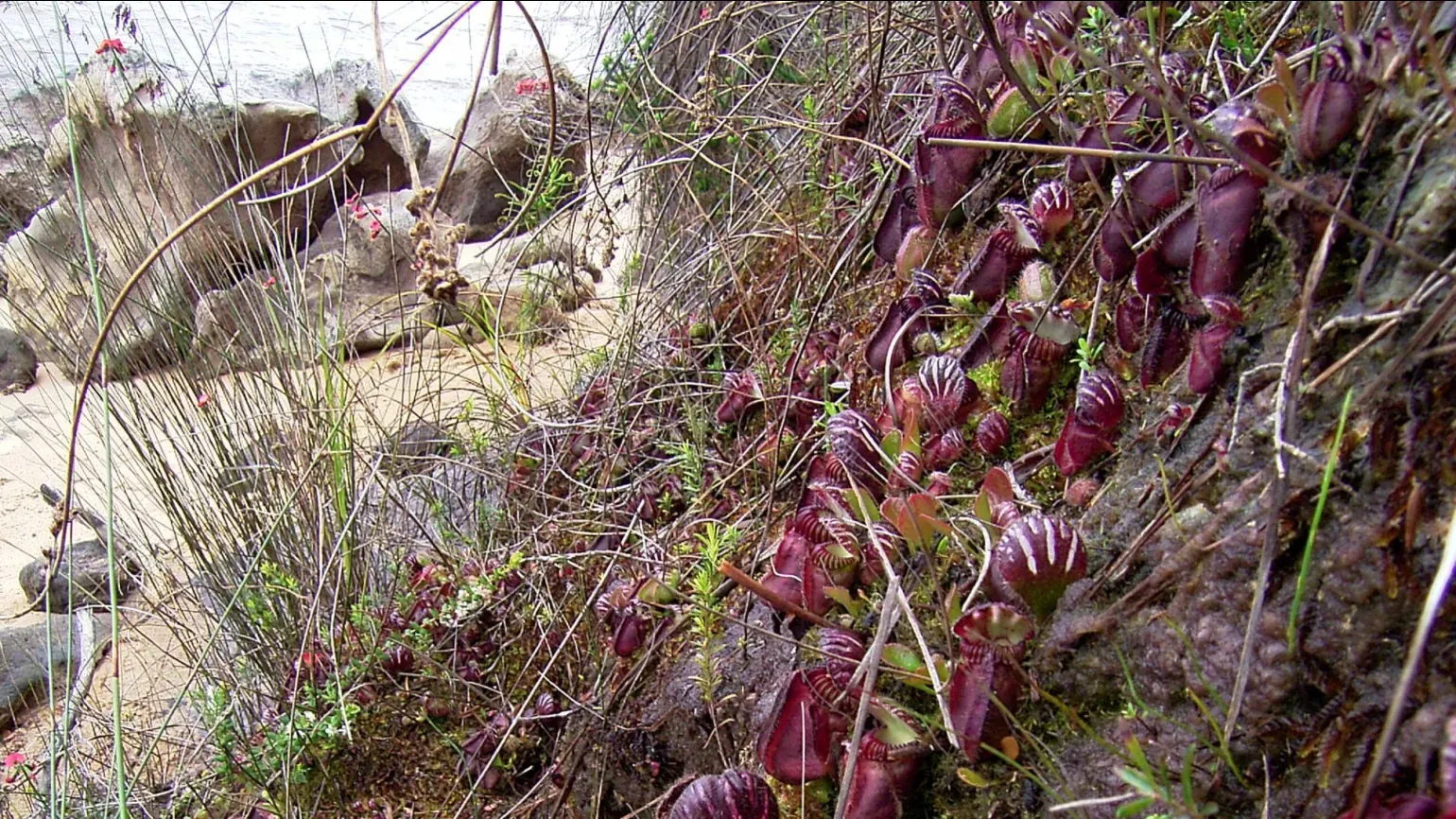 A cluster of red green Australian pitcher plants growing on a steep bank near a river