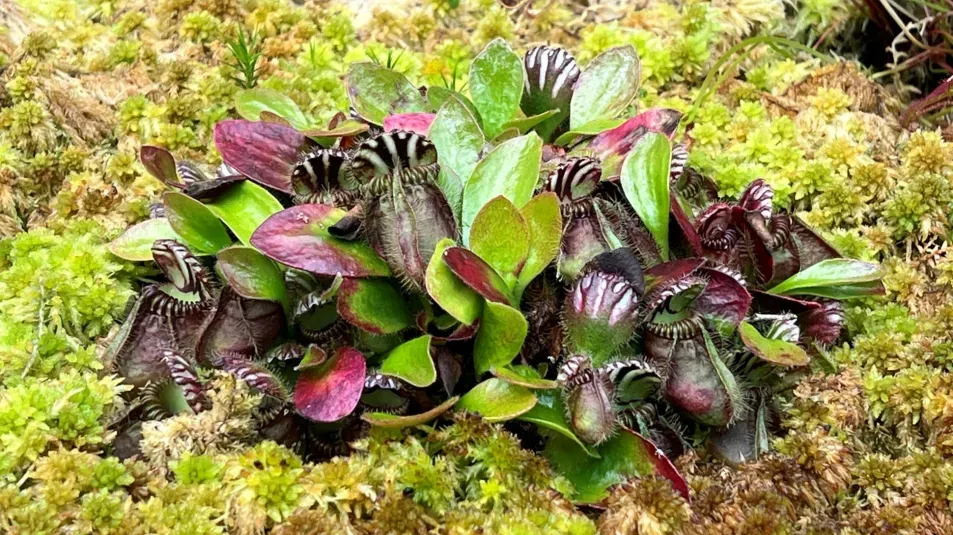A cluster of red-green australian pitcher plants growing on moss