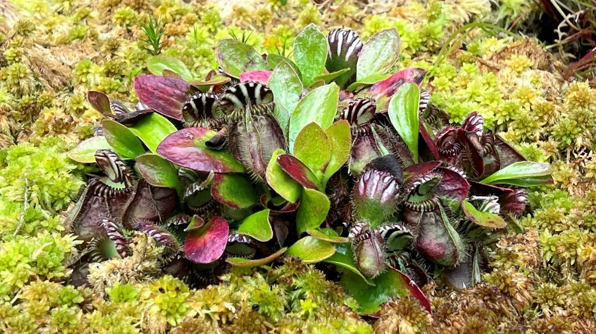A cluster of red-green australian pitcher plants growing on moss