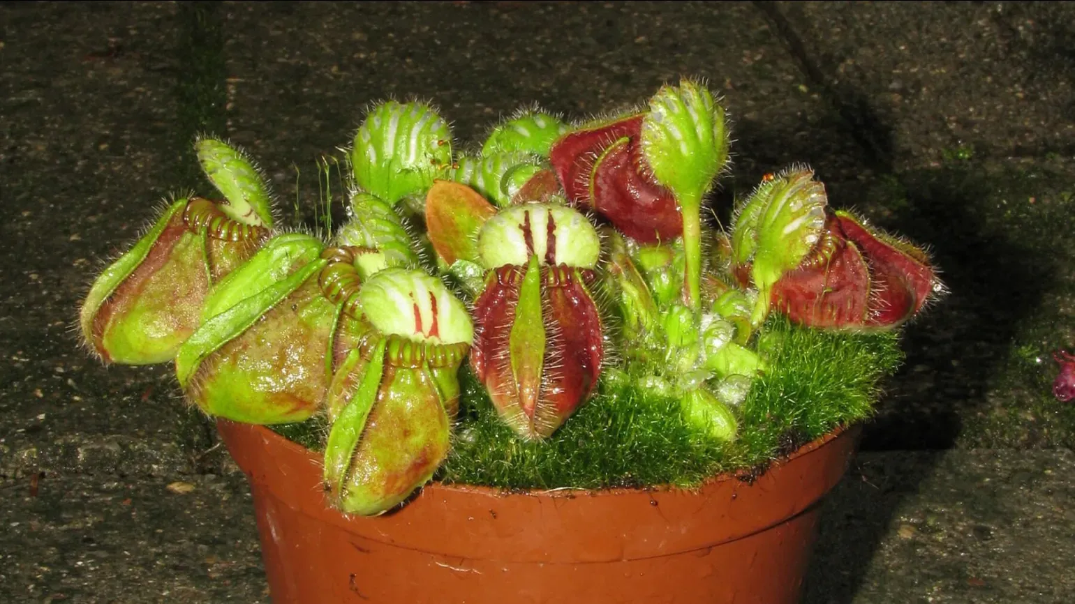 A group of red-green Australian pitcher plant growing on moss in a pot