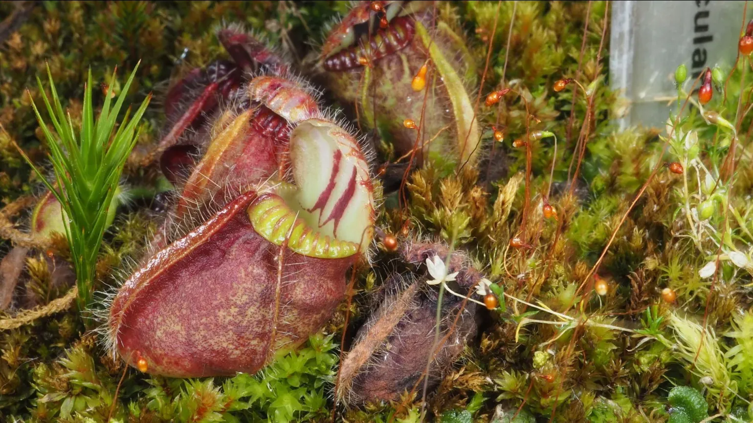 A red pitcher from an Australian pitcher plant growing on moss